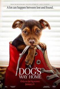 دانلود فیلم A Dog’s Way Home 20198110-1478933016