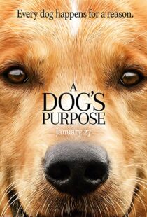 دانلود فیلم هندی A Dog’s Purpose 201741616-923796993
