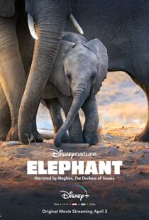 دانلود مستند Elephant 202038728-783263005