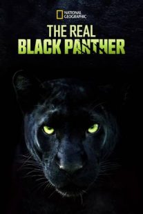 دانلود مستند The Real Black Panther 2020229564-1003790707
