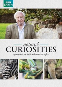 دانلود سریال Natural Curiosities382054-1249965587