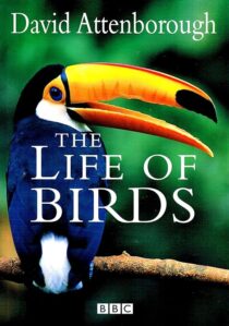 دانلود مستند The Life of Birds382058-1447174818