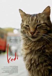دانلود مستند Kedi 2016417655-41347062